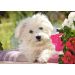 Puzzle Biały Terrier 70el.007165 Castorland