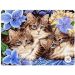 Malowanie po numerach 3 Kotki w kwiatach 40x50cm 1008235 Norimpex