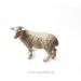 Schleich Owca stojąca figurka 73508 Schleich