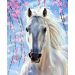 Malowanie po numerach  Biały koń pod różowymi gałązkami 50x40cm 1007632 Norimpex