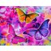 Malowanie po numerach Motyle x3 40x50cm 1005634 Norimpex