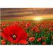 Malowanie po numerach Pole maków o zachodzie słońca 50x40cm 1007686 Norimpex